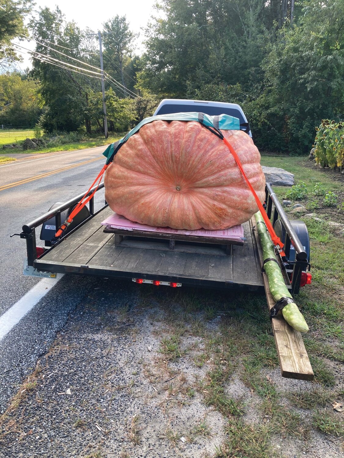OVERSIZED LOAD: Steve Sperry said his pumpkins have grown too big to fit in the back of his pick-up truck. Now he rents a flatbed to transport his behemoths to weigh-ins throughout New England.